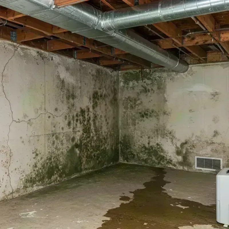 Professional Mold Removal in Lake of the Woods, IL